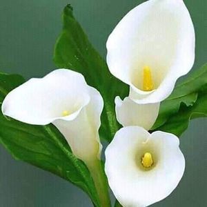 Meet your Posher, Joana